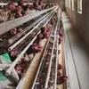 Qm Jt-118 Automatic Laying Hens Battery Chicken Cage Farm