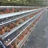 Qm Jt-118 Automatic Laying Hens Battery Chicken Cage Farm