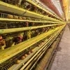 Qm Jt-118 Automatic Laying Hens Battery Chicken Cage Farm