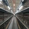 Fully Automatic Feeding Line System Pan Feeder Nipple Drinker Poultry Farming Equipment for Broiler Chicken Products