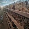 Fully Automatic Feeding Line System Pan Feeder Nipple Drinker Poultry Farming Equipment for Broiler Chicken Products