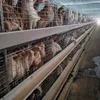 Fully Automatic Feeding Line System Pan Feeder Nipple Drinker Poultry Farming Equipment for Broiler Chicken Products
