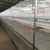 Fully Automated Tunnel Ventilated Broiler Poultry Farm House Multi-Tier Chicken Cages in Philippines
