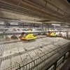 Fully Automated Tunnel Ventilated Broiler Poultry Farm House Multi-Tier Chicken Cages in Philippines