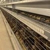 Environment-Friendly Cage 9-Tier H-Scheme Chicken Cages System Layer