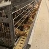 Customizable 9-Layer H-Integration Chicken Cages