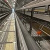 Labor-Saving 9-Tier H-Organization Chicken Cages Egg Chicken Battery Cages