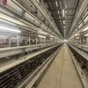 Rust-Proof 9-Layer H-Style Chicken Cages System Egg Layer Chicken