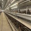 Well-Ventilated 9-Tier H-Arrangement Chicken Cages Poultry Cage Egg