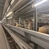 Hot-DIP Egg Layer Chicken Cages Galvanized 9-Tier H-Cage Chicken Cages
